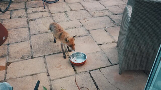 Red fox Vulpes vulpes drinking water from a bowl in a paved courtyard in London, a characteristic example of urban wildlife adapting to life alongside people - London, United Kingdom - 3 aug 2026