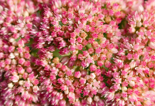 Stonecrop flower. Flowering nature closeup. Macro background with flowering sedum plant. Pink red flower background. Natural flower plant. Flora nature background. Bright blooming stonecrop flower