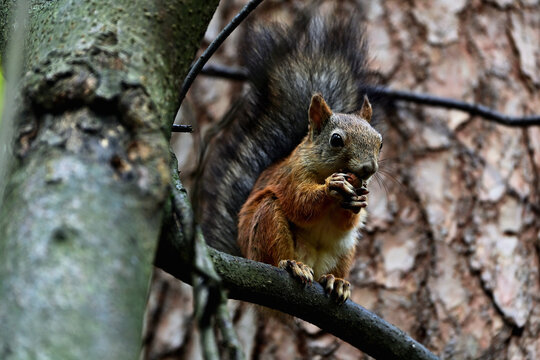 A cute squirrel is sitting on a tree branch, gnawing on a nut.