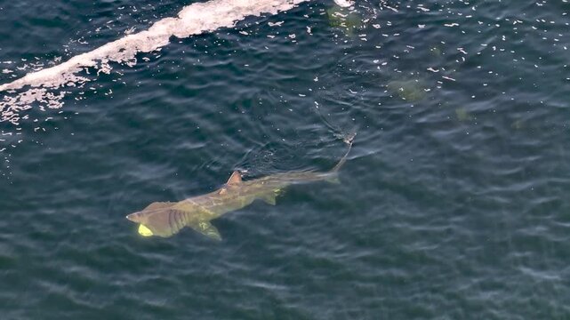 Aerial view of basking shark swimming near Muckross Head, Ireland.