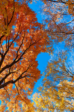 Nature in forest. Fall leaves in park. Autumn forest. Nature in fall season. Autumnal season in park. Seasonal leaves and tree. Natural autumn. Autumn beauty of nature. Fall season. Autumn forest