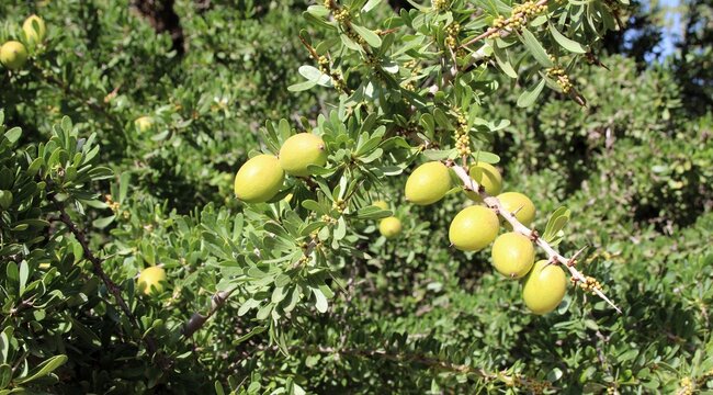 Close up of fresh green Argan fruits growing on thorny branches in Morocco. Raw nuts used for organic cosmetics, skincare, and natural cooking oil production. Botanical agricultural background.