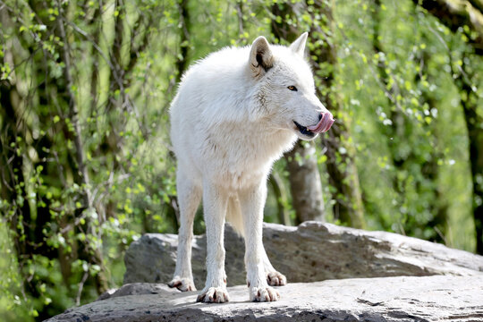 lone white arctic wolf (canis lupus arctos) on a rock, licking lips