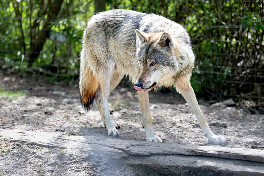  lone Grey wolf (canis lupus) licking lips, powerful stance