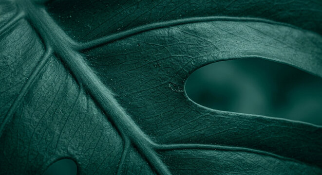 Green Leaf Macro Close-up with Water Droplets and Vein Detail - Botanical Nature Photography