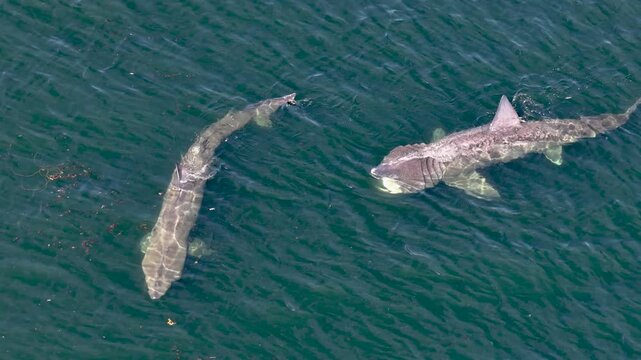 Aerial view of basking sharks at Muckross Head, Ireland.