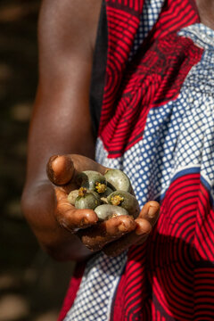 A hand holds a cluster of raw cashew nuts freshly harvested from the tree, Savanes district, Shienlow, Ivory Coast