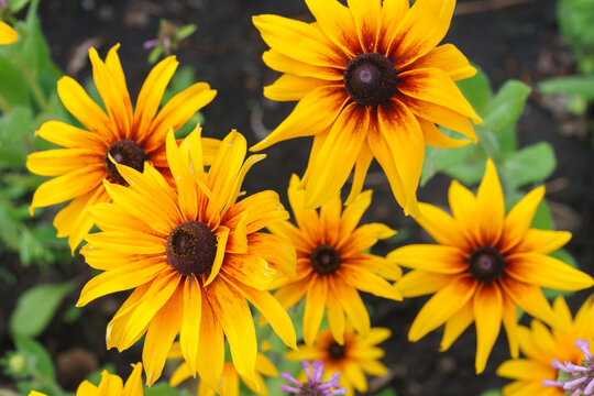 Rudbeckia fulgida, coneflowers or black eyed Susan in the garden, meadow or lawn. Decorative yellow flower macro, close up, nature background, floral wallpaper