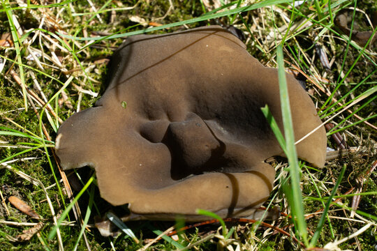An open Helvella acetabulum mushroom on bed of moss and grass