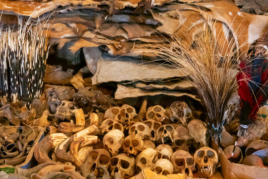 Animal skulls and hides fill a traditional fetish market stall alongside porcupine quills, Poro region, Korhogo, Ivory Coast