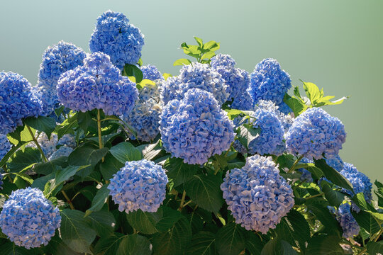 Beautiful blue flowers of Hydrangea macrophylla