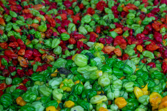 Colorful chili peppers pile together for sale in a market, Savanes district, Ndara, Ivory Coast