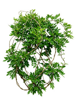 Green climbing vine plant, transparent background