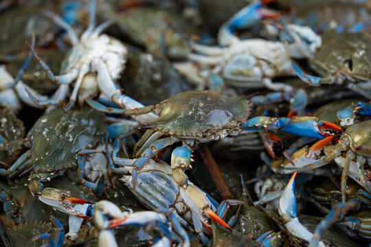 Fresh crab natural shell. Fresh seafood fills market display. Blue crab fresh catch raw. Whole fresh crab seafood search.