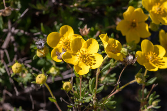 Detailed macro view of wild Dasiphora fruticosa (synonym Potentilla fruticosa, Pentaphylloides fruticosa)