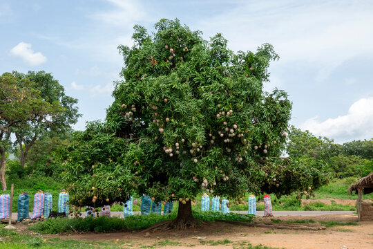 A fruit-laden mango tree stands over sacks of produce beside a village road, Bafing, Gboni, Ivory Coast