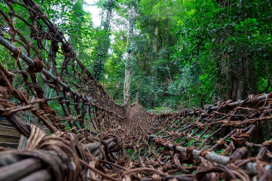 A hand-woven liana bridge stretches through the dense rainforest, Tonkpi Region, Man, Ivory Coast