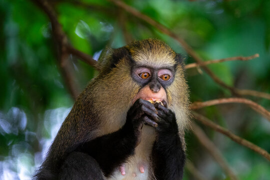 A Campbell's mona monkey stares at the camera while eating fruit in the forest, Tonkpi Region, Man, Ivory Coast