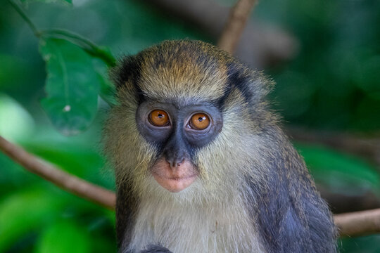 A young monkey with golden fur and dark facial markings gazes into the camera, Tonkpi Region, Man, Ivory Coast