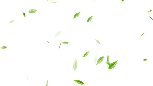 Green falling autumn leaves nature tree with white background, Loop Green falling leaves on alpha channel. falling green leaves on alpha channel, 4k loopable overlay.