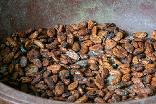 Dried cocoa beans fill a metal bowl after fermentation, R&eacute;gion des Lacs, Yamoussoukro, Ivory Coast