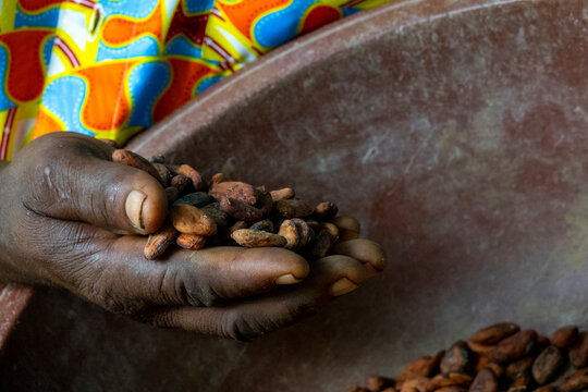 A woman's hand holds a handful of dried cocoa beans above a metal bowl, R&eacute;gion des Lacs, Yamoussoukro, Ivory Coast