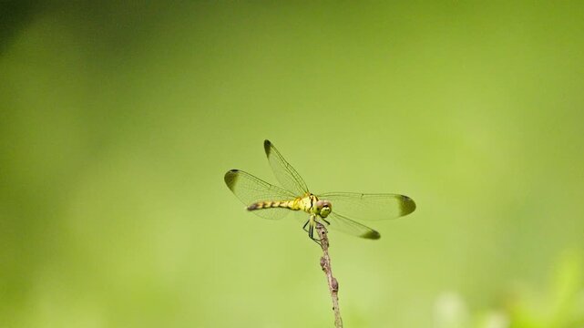 Dragonfly Flying and Returning to Perch Facing Front 4K