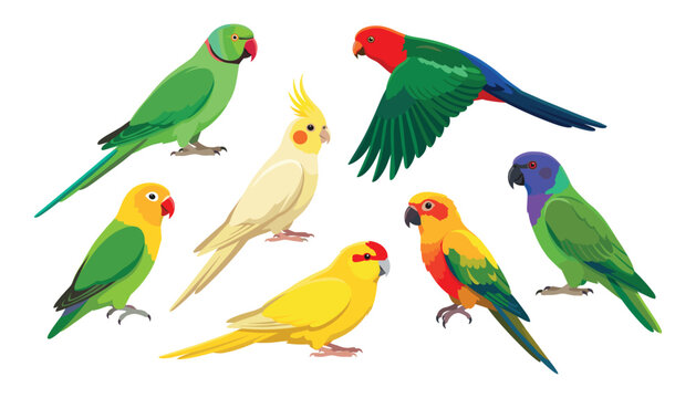 Vector illustration set of colorful tropical parrots including parakeet cockatiel and lovebird species isolated on a clean white background.