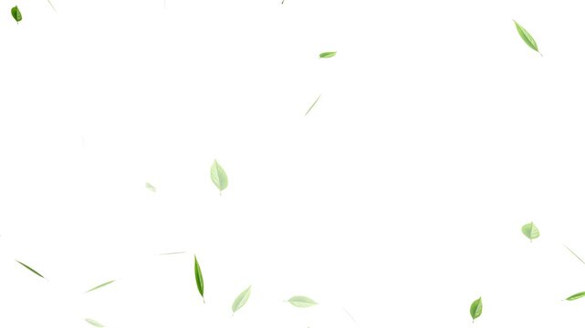 Green falling autumn leaves nature tree with white background, Loop Green falling leaves on alpha channel. falling green leaves on alpha channel, 4k loopable overlay.