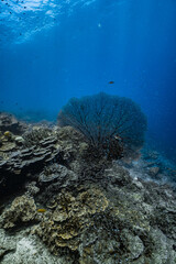 Giant sea fan gorgonian with dense school of small glassfish on coral reef. © PIPE DIVE UNDERWATER