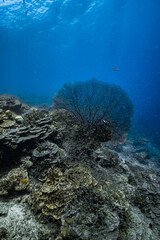 Giant sea fan gorgonian with dense school of small glassfish on coral reef. © PIPE DIVE UNDERWATER