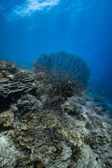 Giant sea fan gorgonian with dense school of small glassfish on coral reef. © PIPE DIVE UNDERWATER