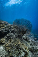 Giant sea fan gorgonian with dense school of small glassfish on coral reef. © PIPE DIVE UNDERWATER