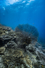 Giant sea fan gorgonian with dense school of small glassfish on coral reef. © PIPE DIVE UNDERWATER