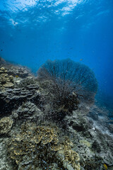 Giant sea fan gorgonian with dense school of small glassfish on coral reef. © PIPE DIVE UNDERWATER