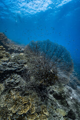 Giant sea fan gorgonian with dense school of small glassfish on coral reef. © PIPE DIVE UNDERWATER