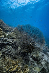 Giant sea fan gorgonian with dense school of small glassfish on coral reef. © PIPE DIVE UNDERWATER