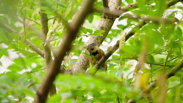Varied Tit Pulling and Nibbling Tree Leaves in Slow Motion 4K