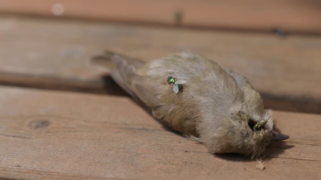 Green flies are eating a dead bird on the wooden floor close-up