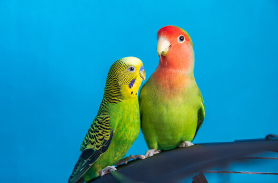 Budgerigar and rosy faced lovebird sitting together on a birdcage. Domestic parakeets avian behavior, blue background with copy space