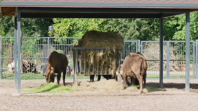 European bison eating grass and hay in outdoor zoo enclosure