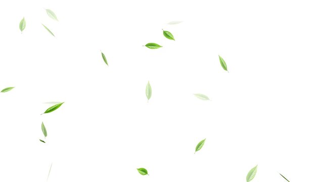 Green falling autumn leaves nature tree with white background, Loop Green falling leaves on alpha channel. falling green leaves on alpha channel, 4k loopable overlay.