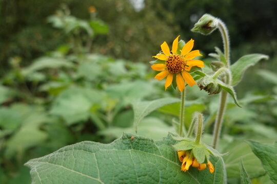 Yacon plant growing, showing its distinctive yellow flowers and green foliage in a natural environment