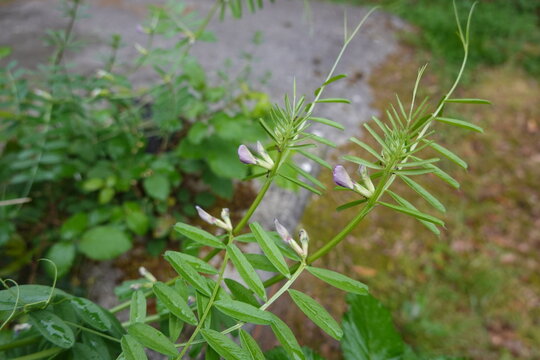 Common vetch plant, vicia sativa, growing outdoors with delicate purple flowers and green leaves