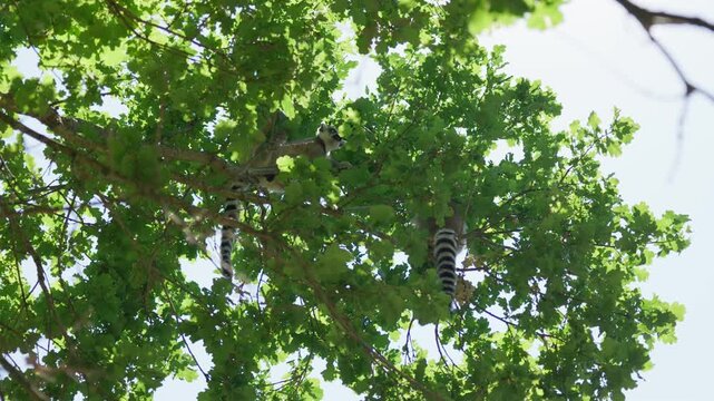 Lemurs feed in the trees branch slow motion
