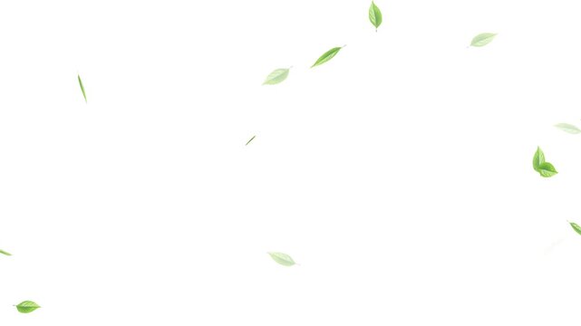 Green falling autumn leaves nature tree with white background, Loop Green falling leaves on alpha channel. falling green leaves on alpha channel, 4k loopable overlay.
