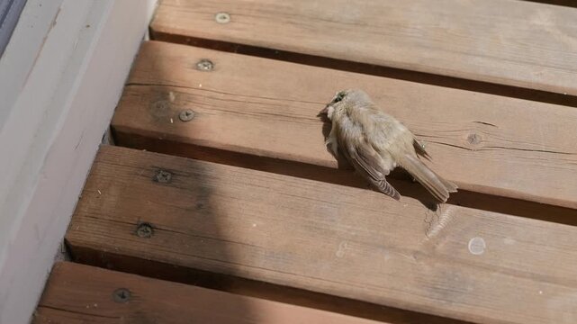 Green flies and a dead sparrow on the wooden floor