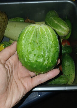 Hand holding a round green lemon cucumber in backyard garden