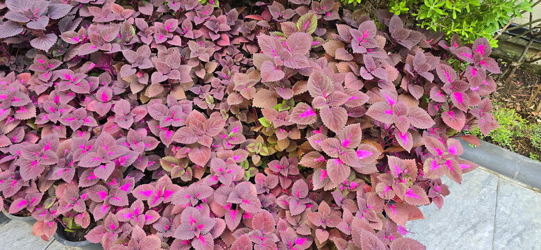 Coleus (Plectranthus scutellarioides) planted in a garden bed. Its leaves feature ruffled edges, a reddish-purple base color, and bright pink markings in the center. Diverse leaf colors and patterns.
