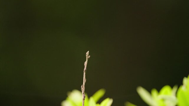 Dragonfly Flying and Returning to Twig Perch Side View 4K